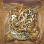 buy Liberty Cap Mushrooms